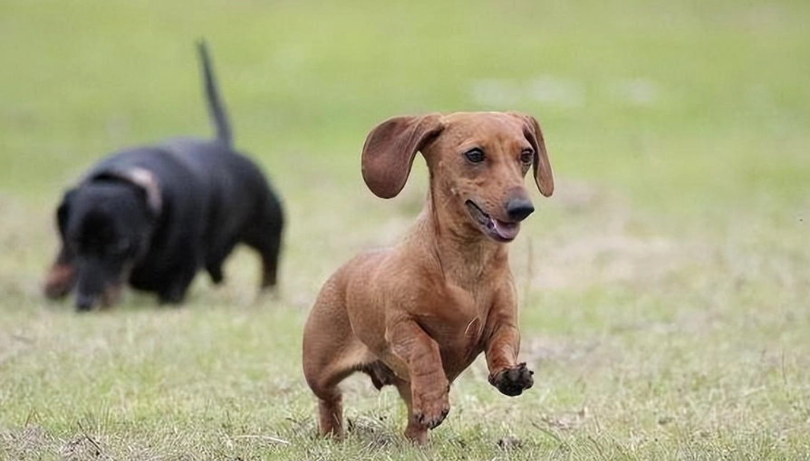 無毛狗照顧 無毛狗照顧