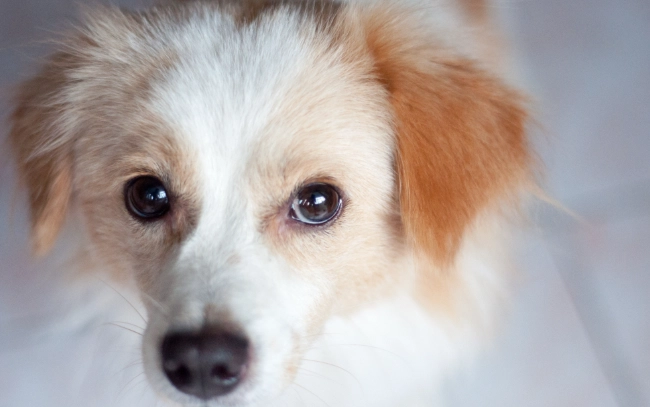 庫欣氏症狗飲食指南 庫欣氏症狗飲食指南