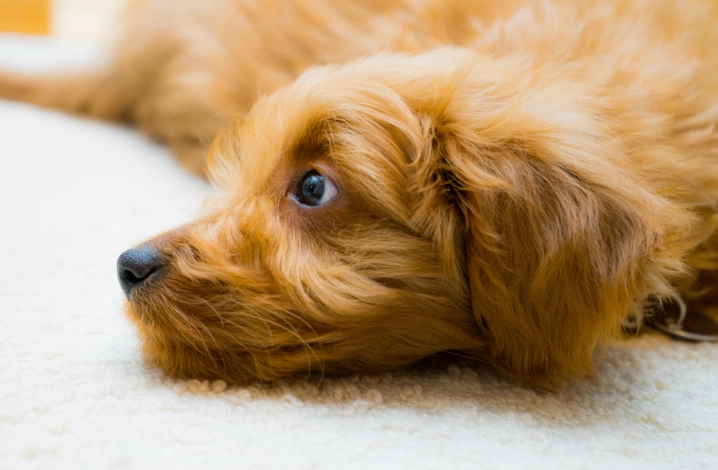 狗狗黑色素瘤治療