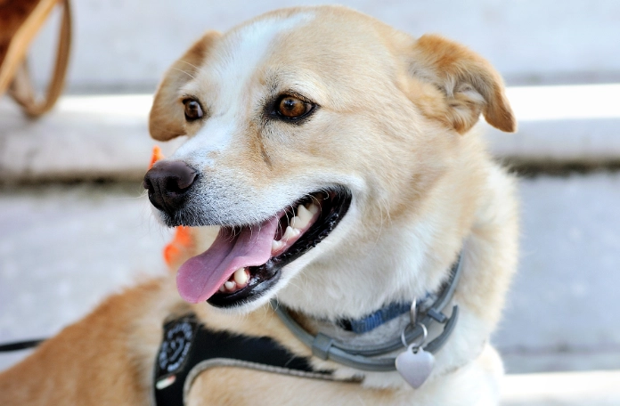 夏威夷果仁對狗有害