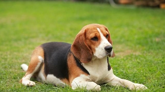 寵物蘑菇中毒 寵物蘑菇中毒