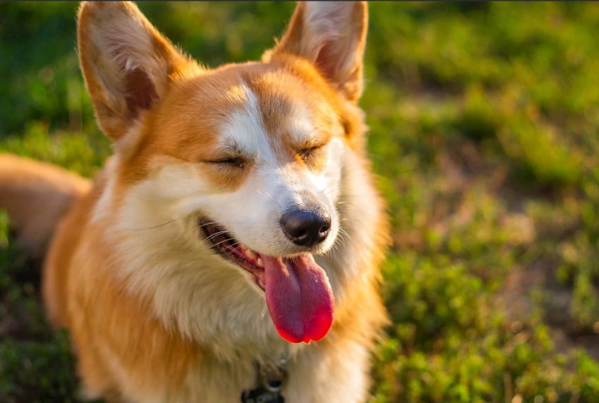 咖哩對狗的影響