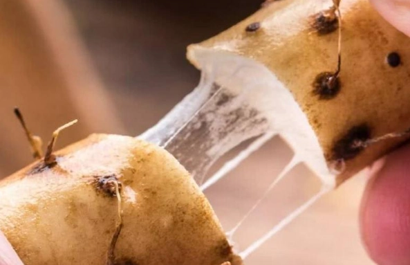 自製狗食山藥 自製狗食山藥