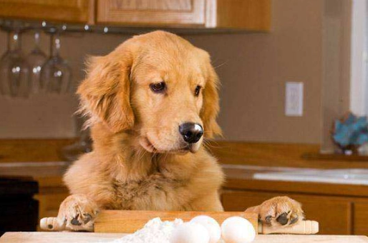 蛋黃餵狗注意事項