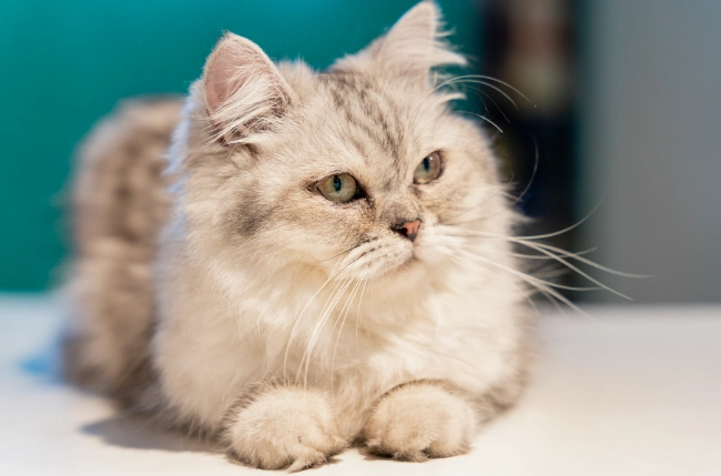 人類食物對貓的影響