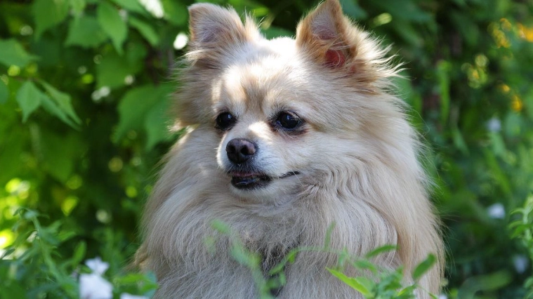 寵物狗消化問題食物