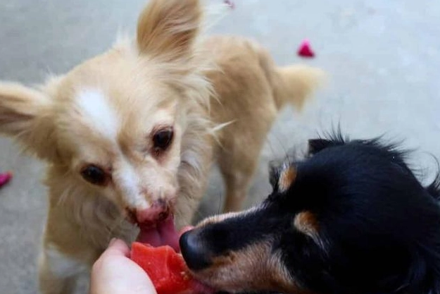 狗吃番茄醬安全嗎 狗吃番茄醬安全嗎