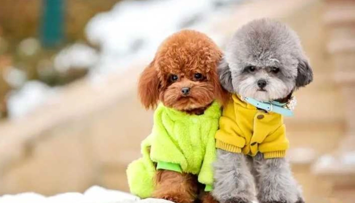 狗狗消化問題處理