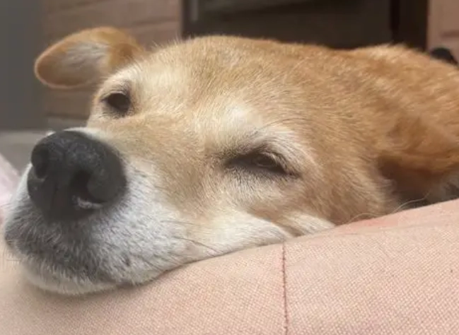 紅蘿蔔對狗狗的好處