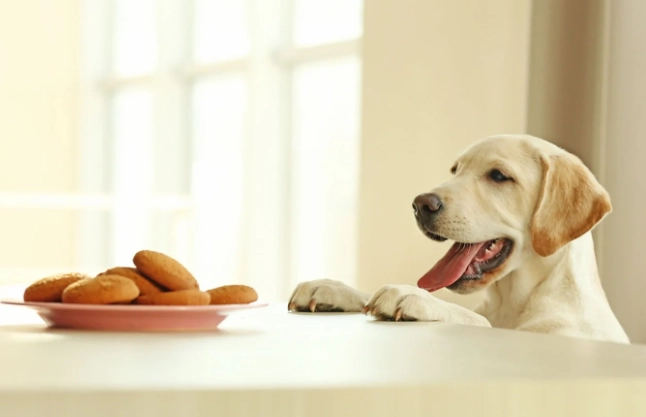 巧克力中毒症狀