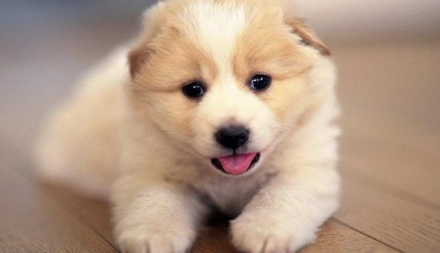 狗狗庫欣氏症治療