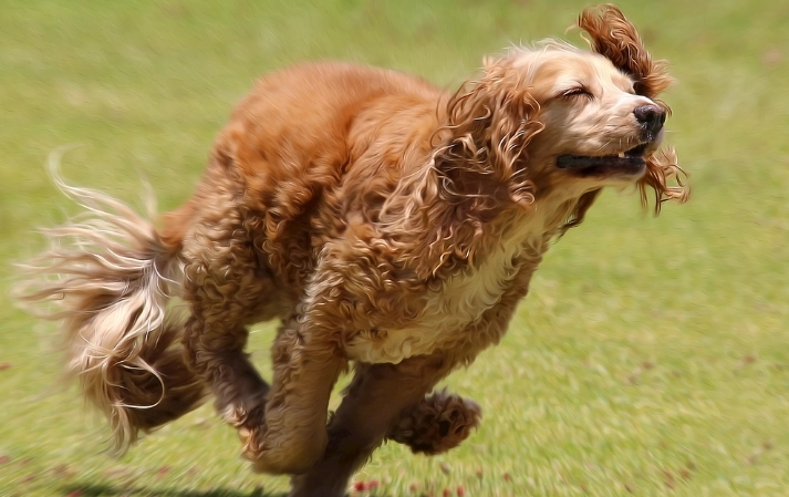 狗狗吃紅蘿蔔好處