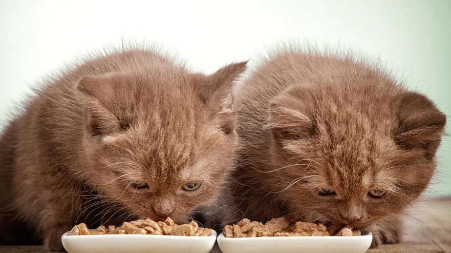 地瓜對貓咪的影響