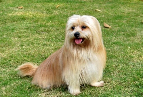 杏鮑菇寵物食品