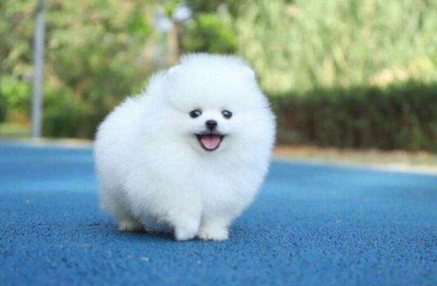 狗狗缺鈣症狀 狗狗缺鈣症狀