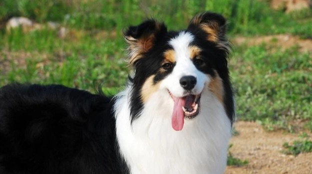 狗狗可以吃蛋白嗎