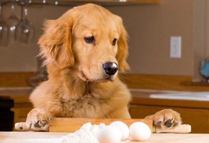 狗吃蛋黃好處