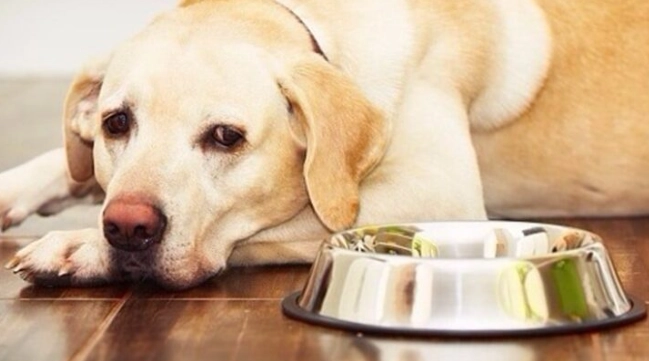 寵物誤食巧克力處理 寵物誤食巧克力處理