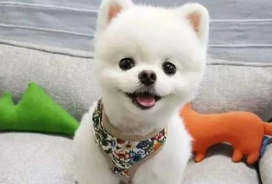 狗內分泌疾病檢測