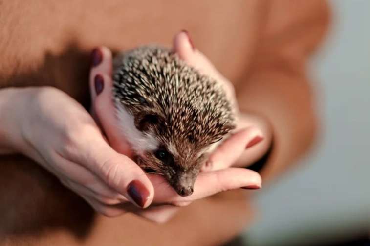 寵物刺猬照顧 寵物刺猬照顧