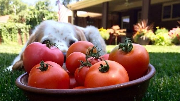 小番茄對狗有害嗎