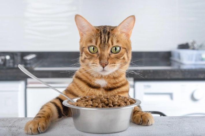 倍力貓飼料問題 倍力貓飼料問題