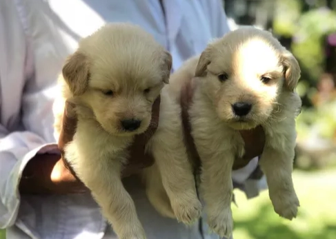 狗狗補鈣方法 狗狗補鈣方法