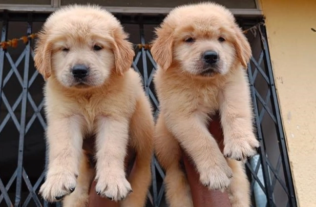 狗狗補鈣方法 狗狗補鈣方法