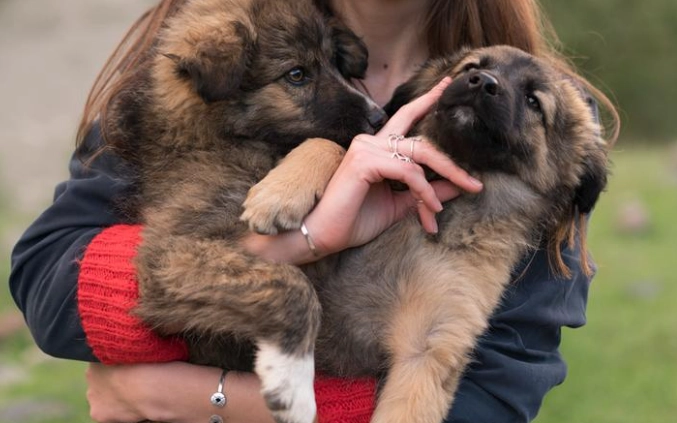 狗狗後腿發抖原因