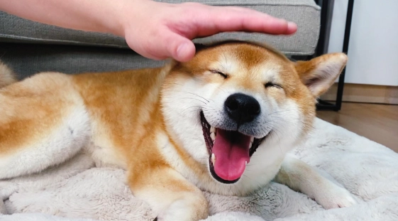 藍莓對狗的好處