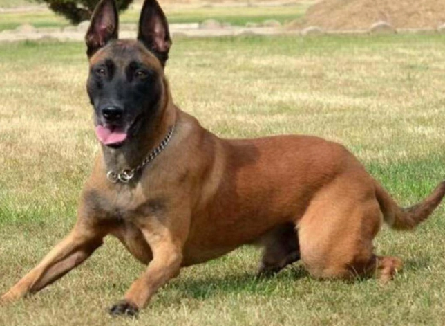 蛋黃對狗的好處