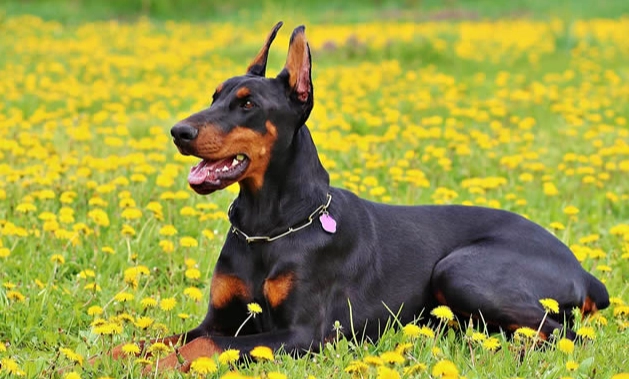 狗狗後腿發抖原因