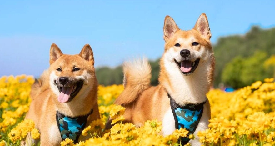 無毛狗照顧 無毛狗照顧