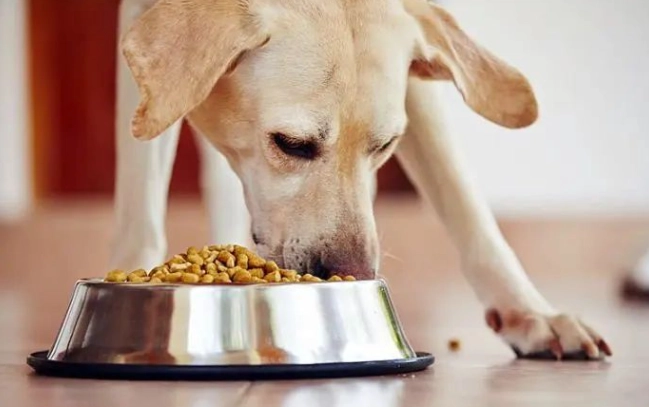 狗食朱古力症狀 狗食朱古力症狀