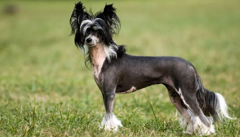 低過敏性狗 低過敏性狗