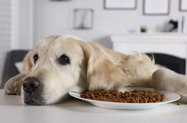 狗狗低敏肉類推薦