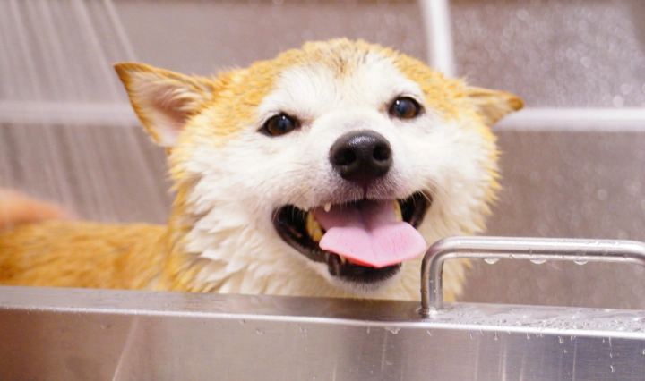 雞蛋對狗的影響