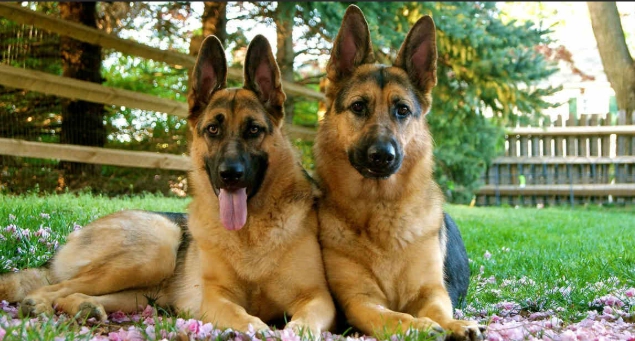 德國牧羊犬認養條件