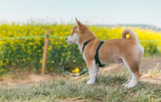 蔓越莓對狗狗的影響