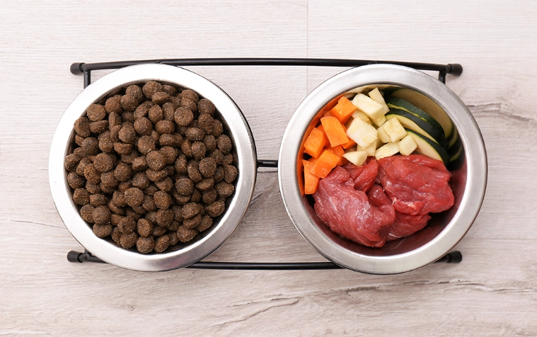 健康貓零食選擇 健康貓零食選擇