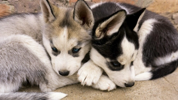 狗狗吃紅蘿蔔好處