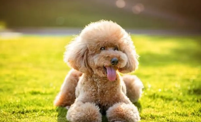 狗庫欣氏症護理