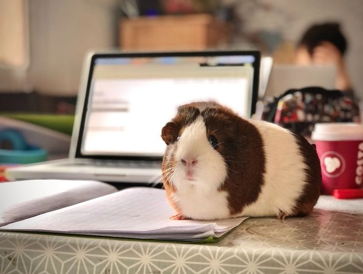 寵物混養注意事項