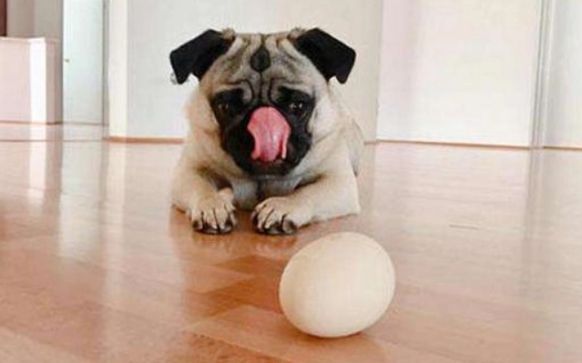 熟蛋白對狗的影響