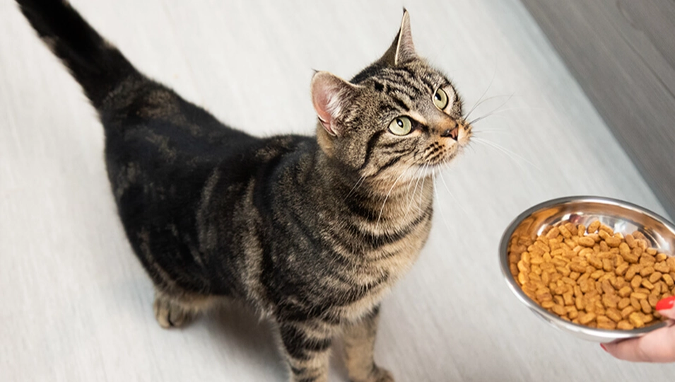 貓飼料安全 貓飼料安全