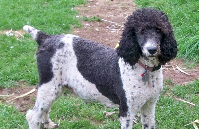 巨型貴賓健康問題