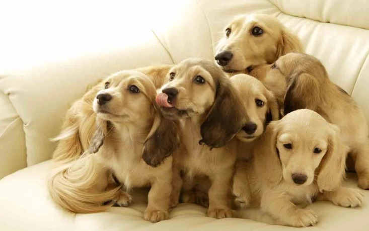 狗狗庫欣氏症治療