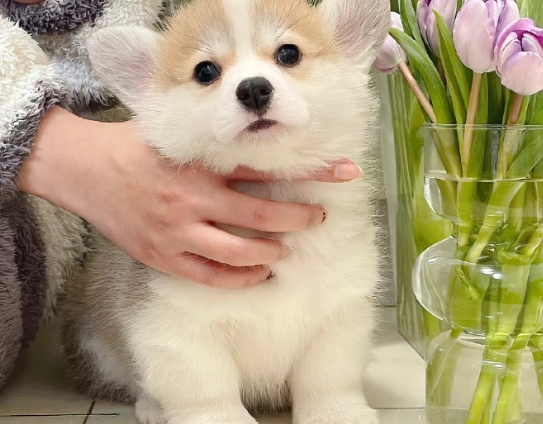 狗狗藍莓攝取量