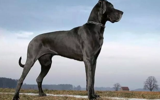 狗狗發抖原因 狗狗發抖原因