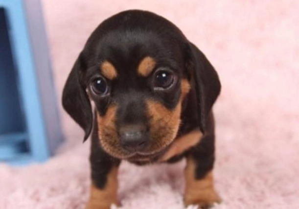 狗補鈣食譜 狗補鈣食譜